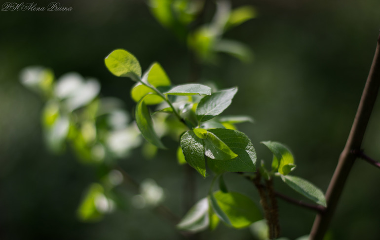 пора и мне принять порцию тапок...