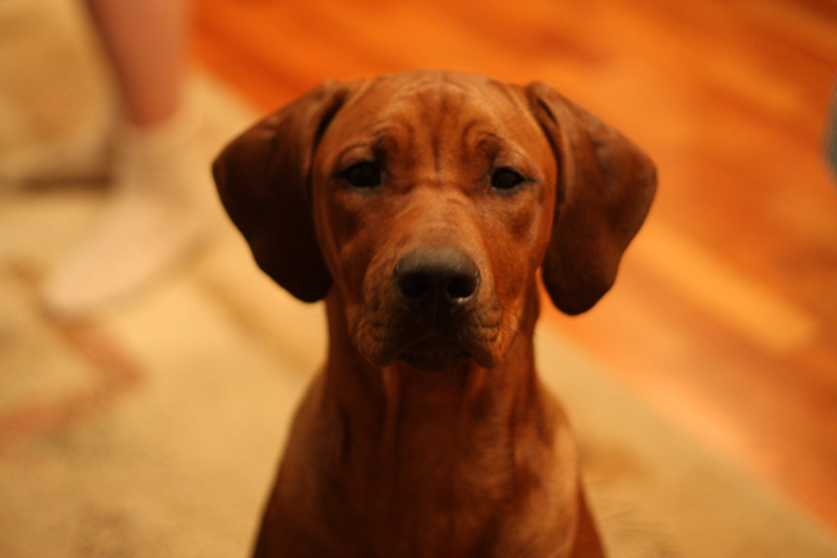 Мы тут, мы не пропали :)