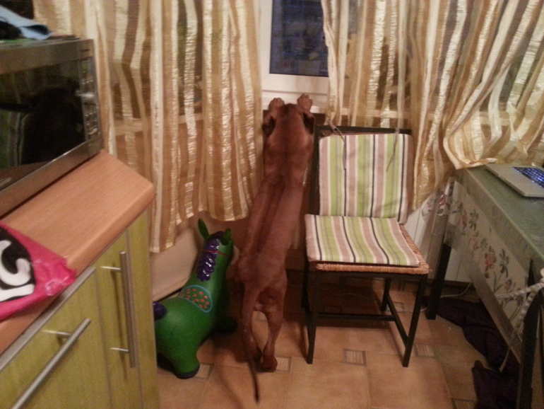 4 месяца Шане