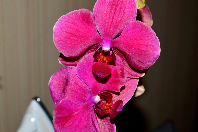 орхидея фаленопсис