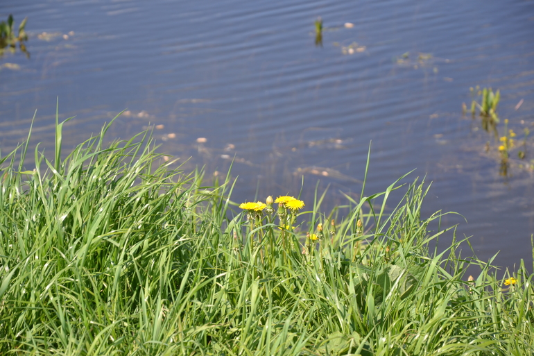 Шашлык с сухим маринадом.