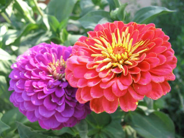 Контрольное задание № 28. Меняем цвет объекта на фотографии с помощью кривых