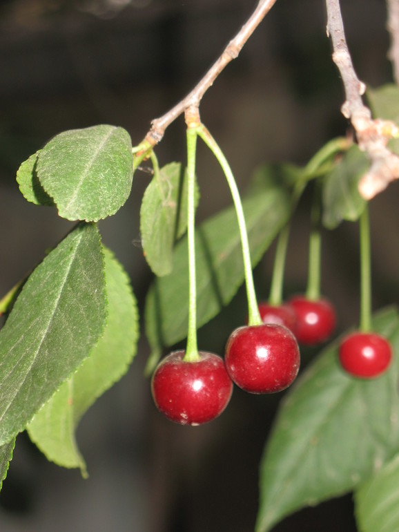 Контрольное задание № 37. Легкий эффект акварели