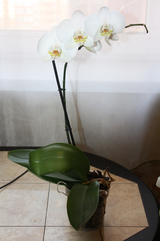 помогите спасти орхидею