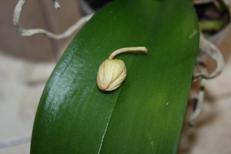 помогите спасти орхидею