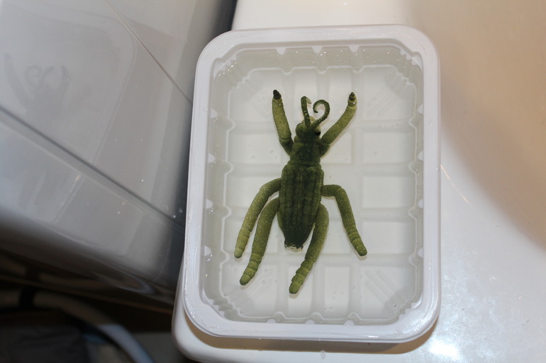 ФМ "Весенний переполох"