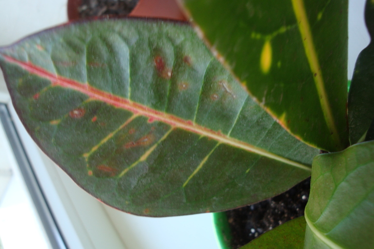 Что с листьями кротона?