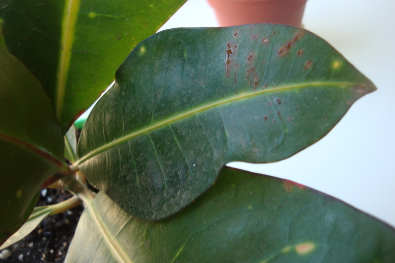 Что с листьями кротона?