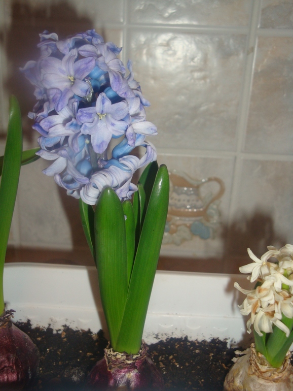 Гиацинт. От чего так?