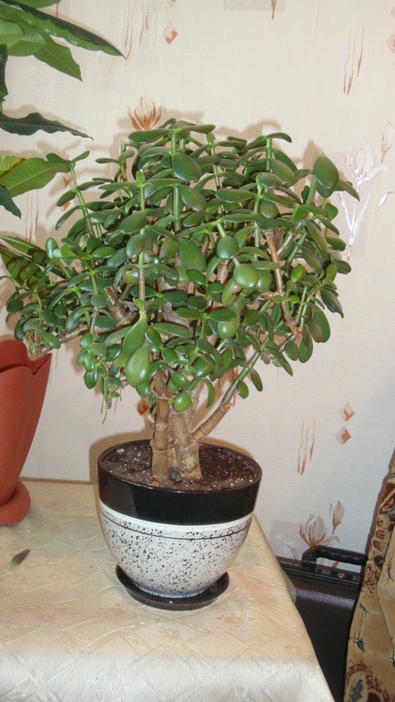 Постриглись !