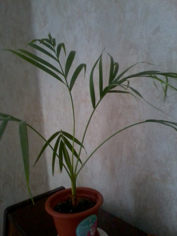 Девочки а как называется этот цветок???