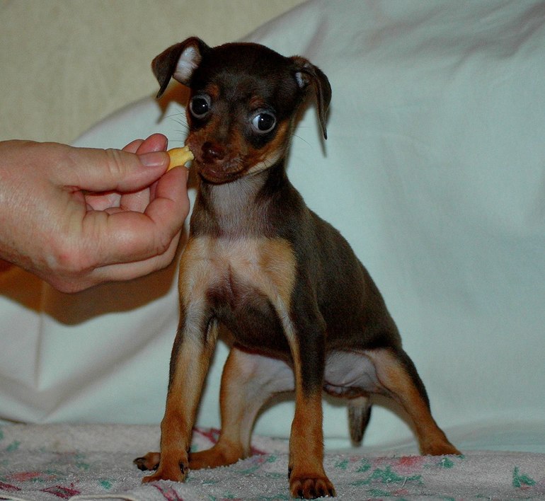 Мои тойчики :)