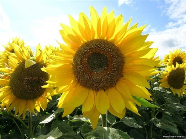 Вышивка лентами. Льняная сумка. МК