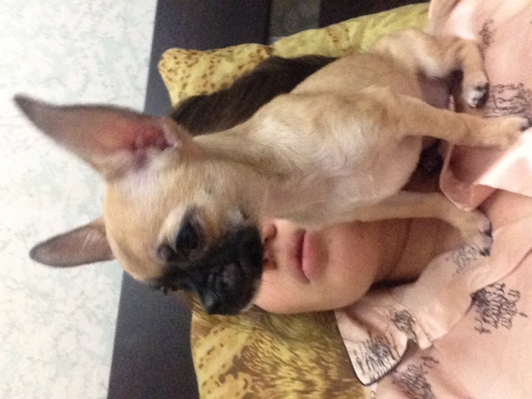 Продается малышка чихуахуа 4 месяца