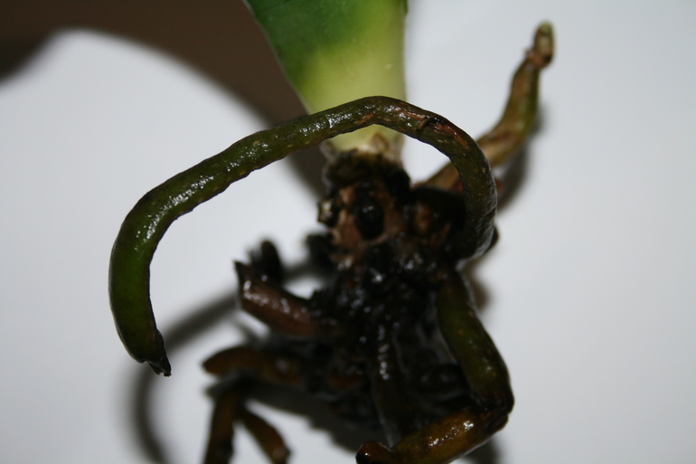 SOS! Помогите спасти орхидейку!