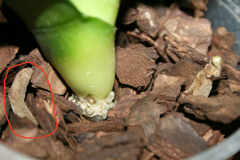 SOS! Помогите спасти орхидейку!