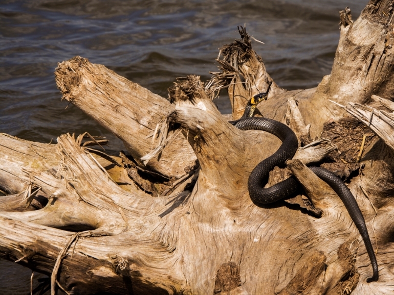 Никола Вешний.