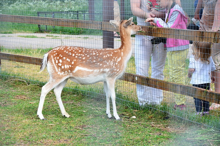 ВОРОБЬИный день :)