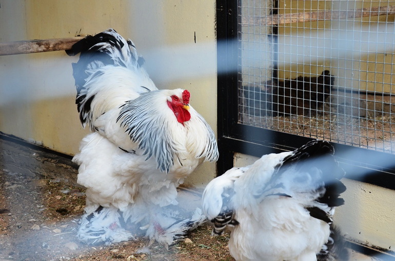 ВОРОБЬИный день :)