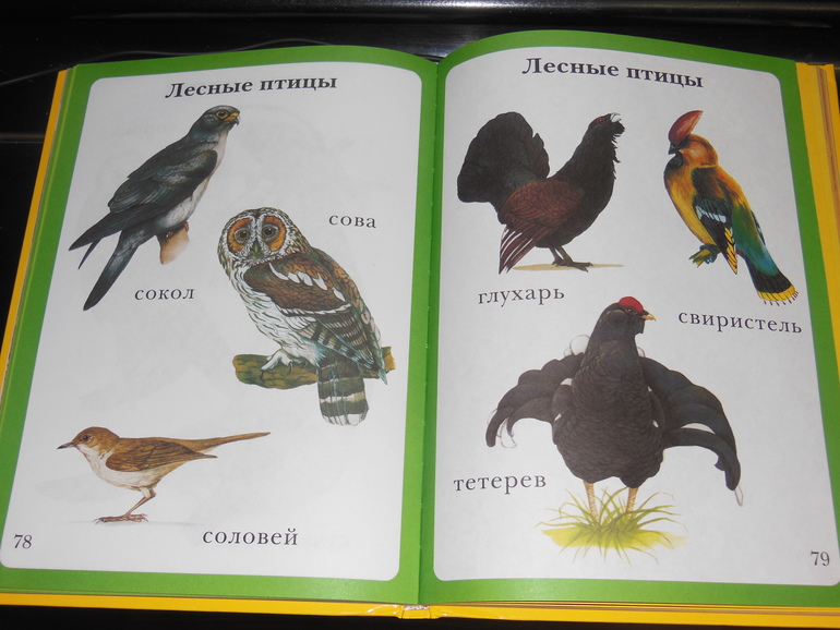 Неделька