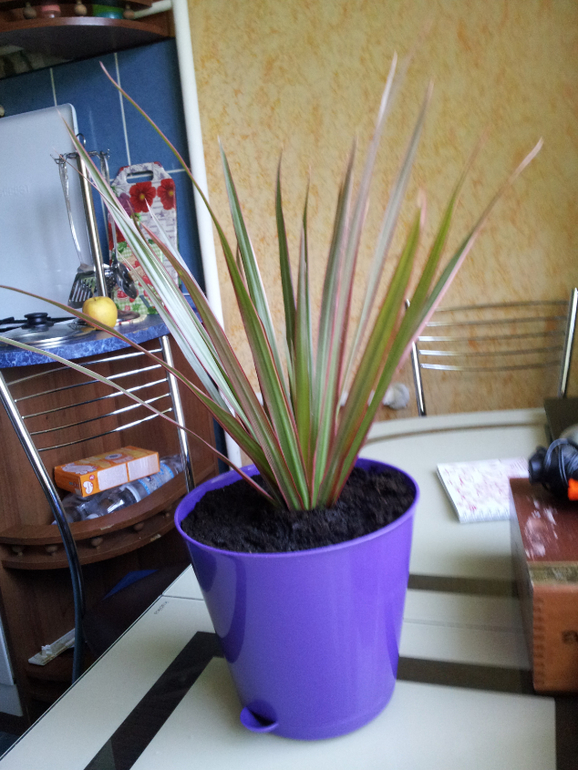 Помогите распознать