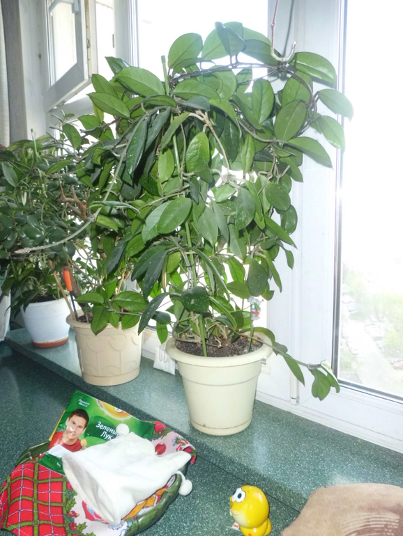 Хойя зацвела!!! Продаю взрослые растения .