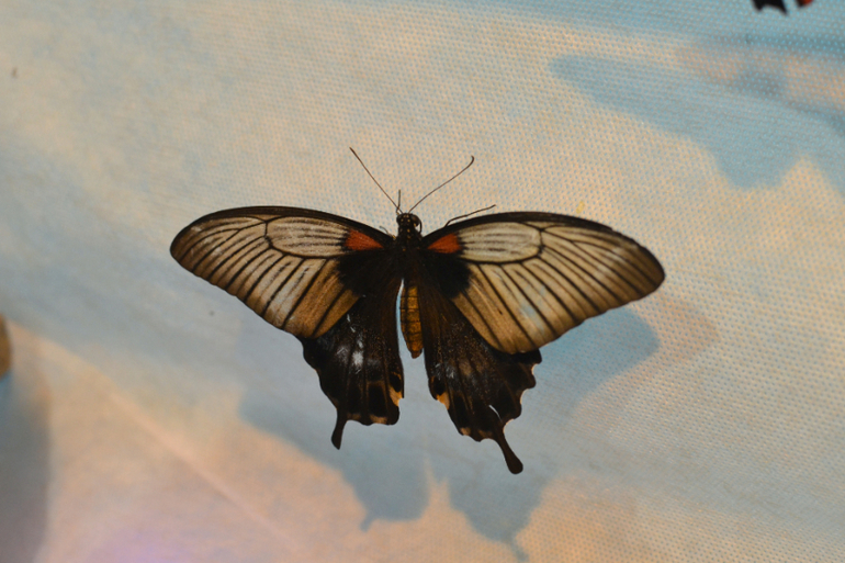 Московский Дом Бабочек