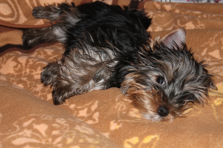 Наш зефирка