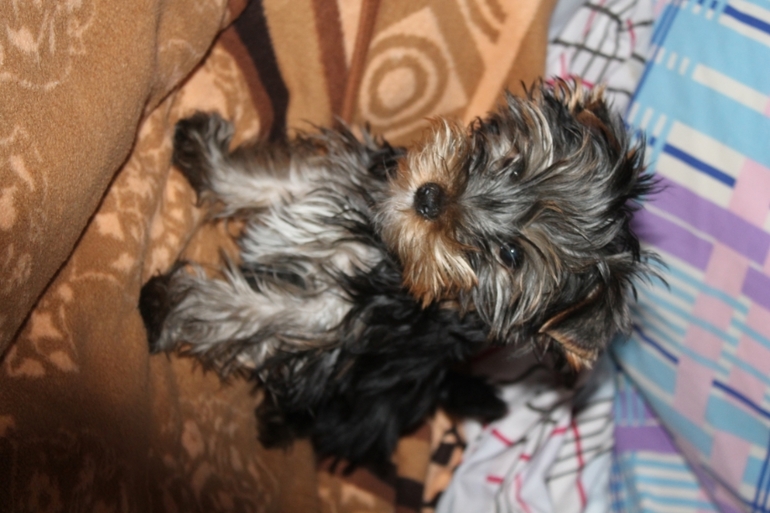 У нас появился еще один сынок...