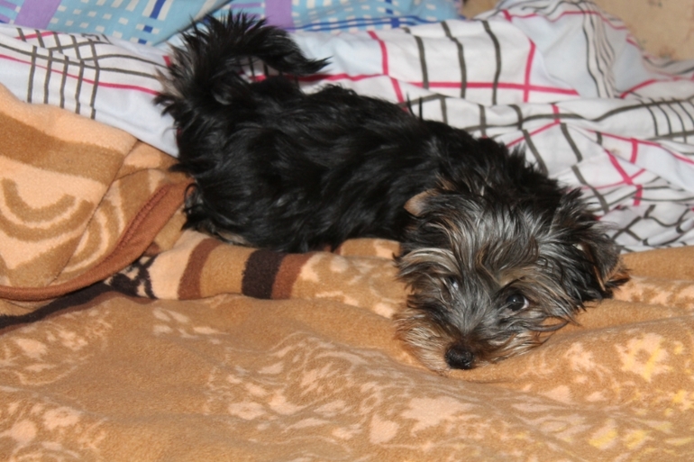 У нас появился еще один сынок...