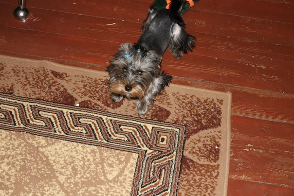 Зефиркины фотки после стрижки