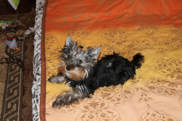 Наш зефирка