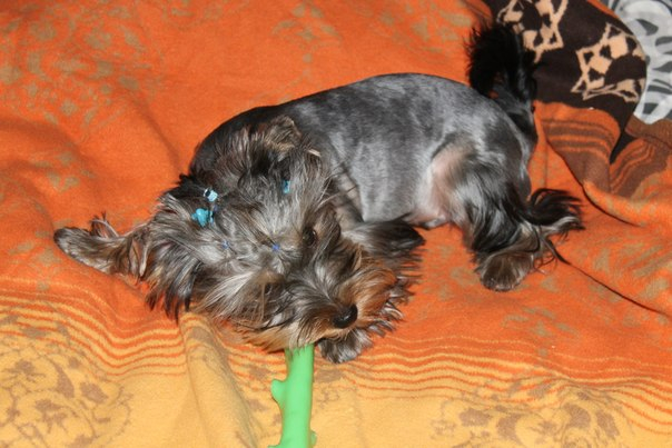 Зефиркины фотки после стрижки