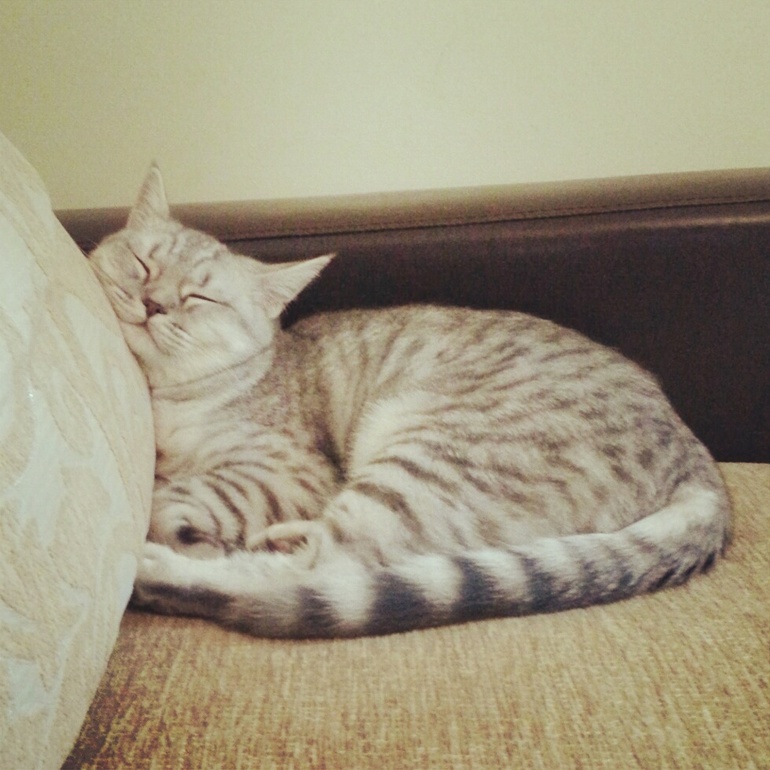 Стрижка кошки. срочный вопрос.