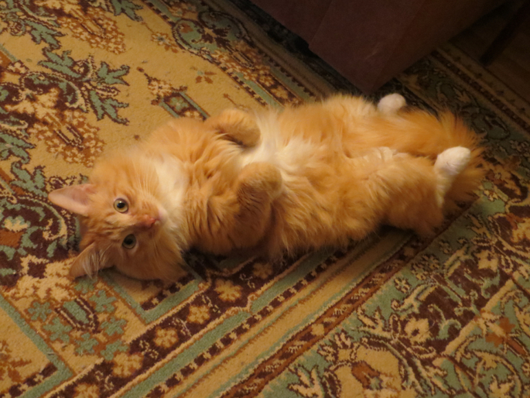 Что-то подумала, что нашего любимца никогда не показывала:)