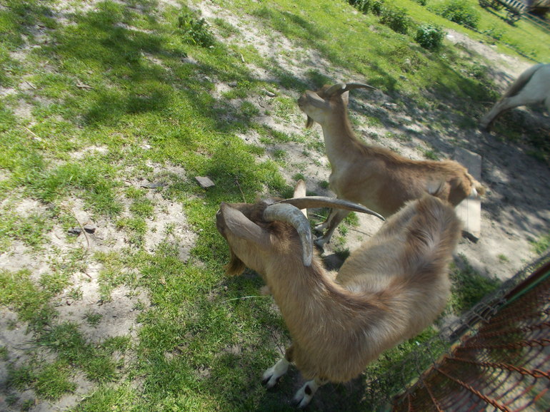 Чудесная ББ встреча)))) 24.05.2014 Шевченковский Гай.