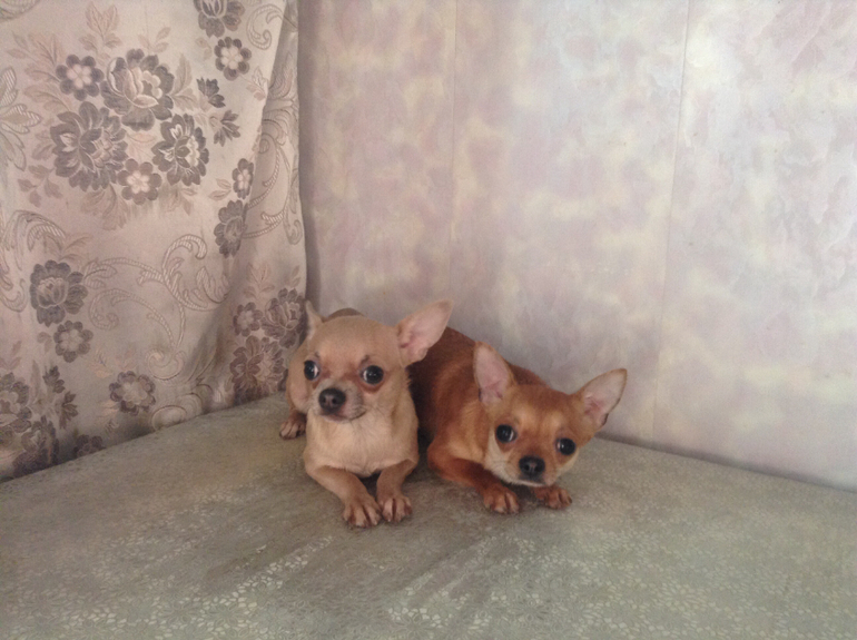 Голубая сука чихуахуа!