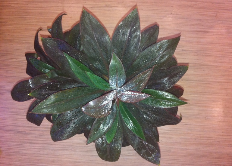 Вопрос про драцену