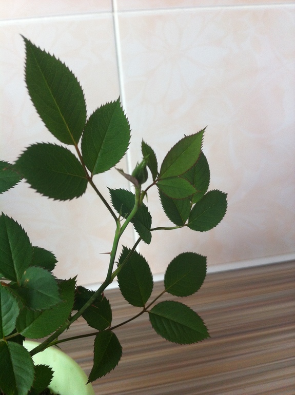 Роза опустила бутон