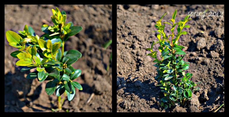 Помочь яблоням без "химии"