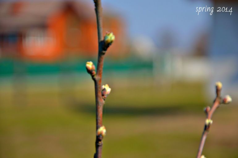 Помочь яблоням без "химии"