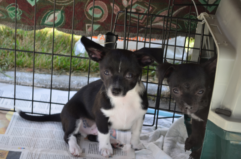 Феерверк Добра. Фотоотчет.