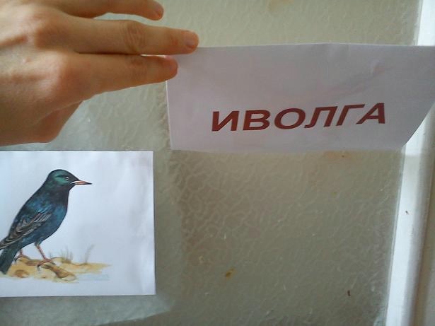 Перелетные птицы День 5.