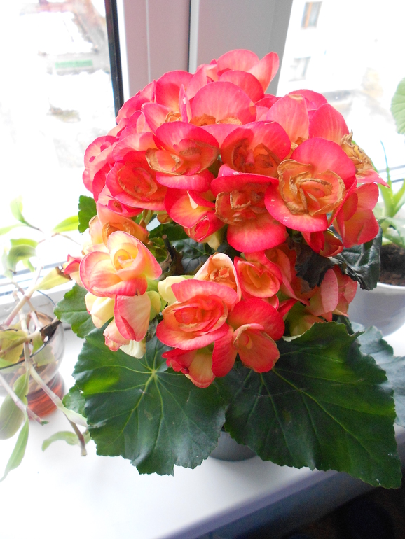 Муж подарил цветок ... а название забыл :-)