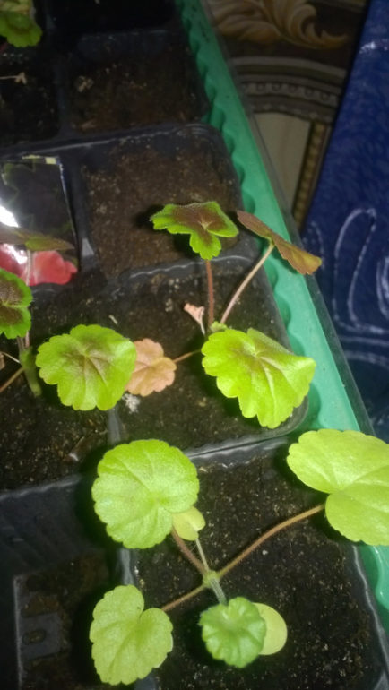 Сохнут листья на рассаде герани