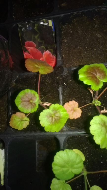 Сохнут листья на рассаде герани