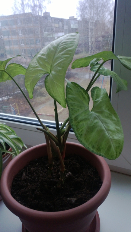 Мои цветочки / часть 1