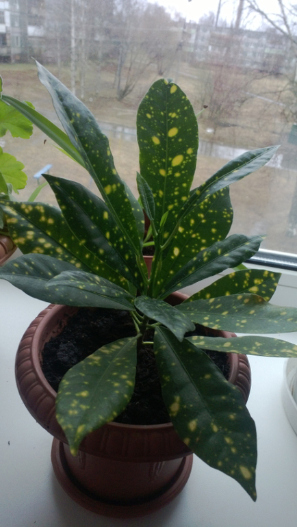 Мои цветочки / часть 1