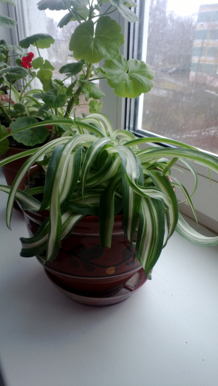 Мои цветочки / часть 1