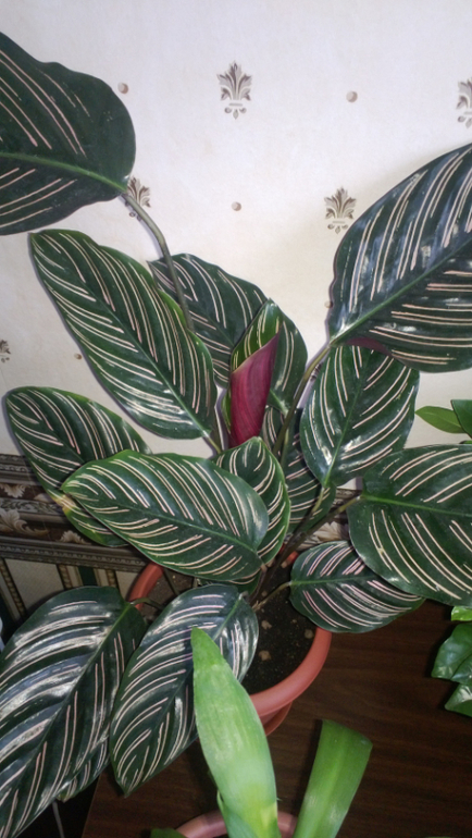 Мои цветочки / часть 1